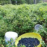 Holiday home Klid Na Kraji Lesa V Ceske Kanade - Cely Dum Nova Bystrice