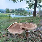 Klid Na Kraji Lesa V Ceske Kanade - Cely Dum Nova Bystrice