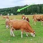 Klid Na Kraji Lesa V Ceske Kanade - Cely Dum Nová Bystřice