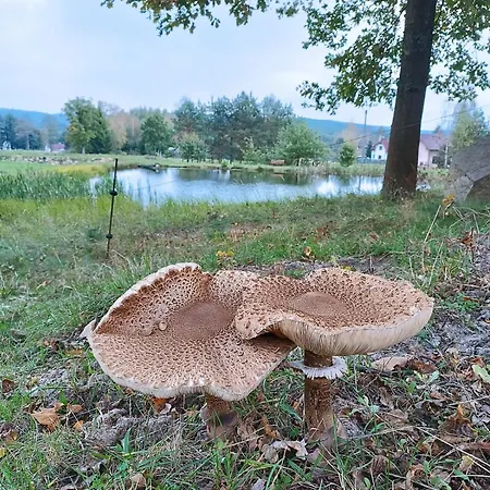 Klid Na Kraji Lesa - Celý Dům, česká Kanada Nová Bystřice