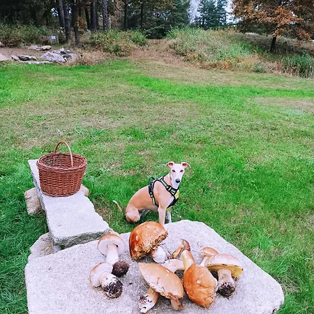 Klid Na Kraji Lesa V Ceske Kanade - Cely Dum Nová Bystřice